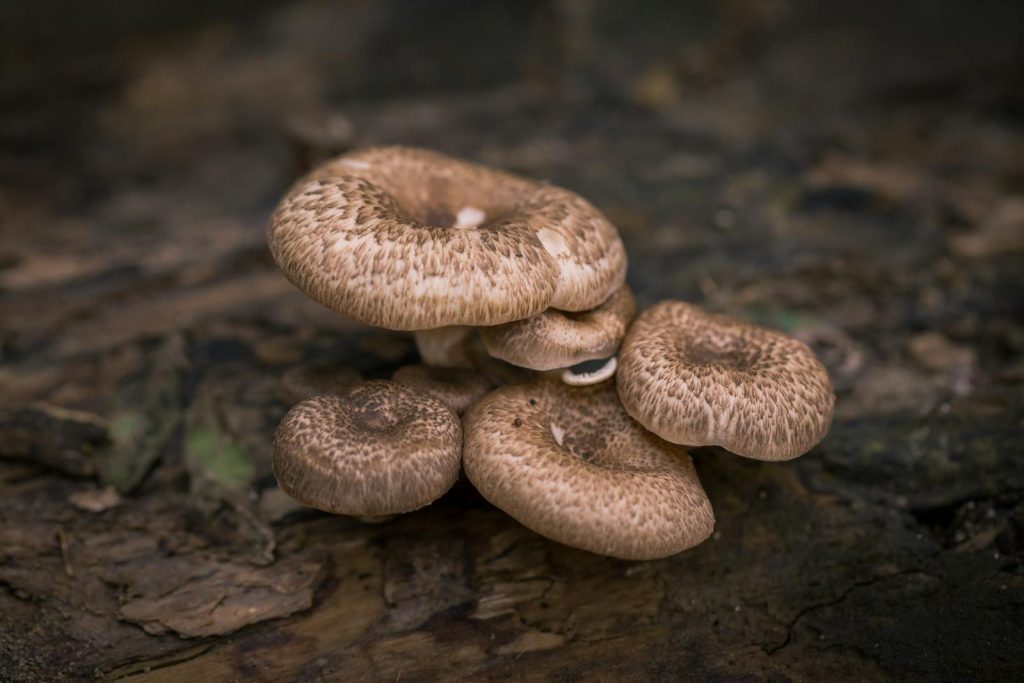 Detailed macro shot of wild mushrooms growing on a mossy forest floor showcasing textures.