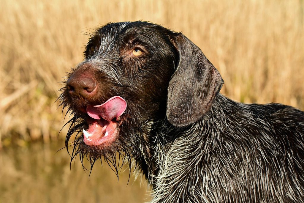 german wire haired pointer, dog, nature, pet, canine, animal, mammal, head, nose, tongue, fang, eye, coat, chops, licking