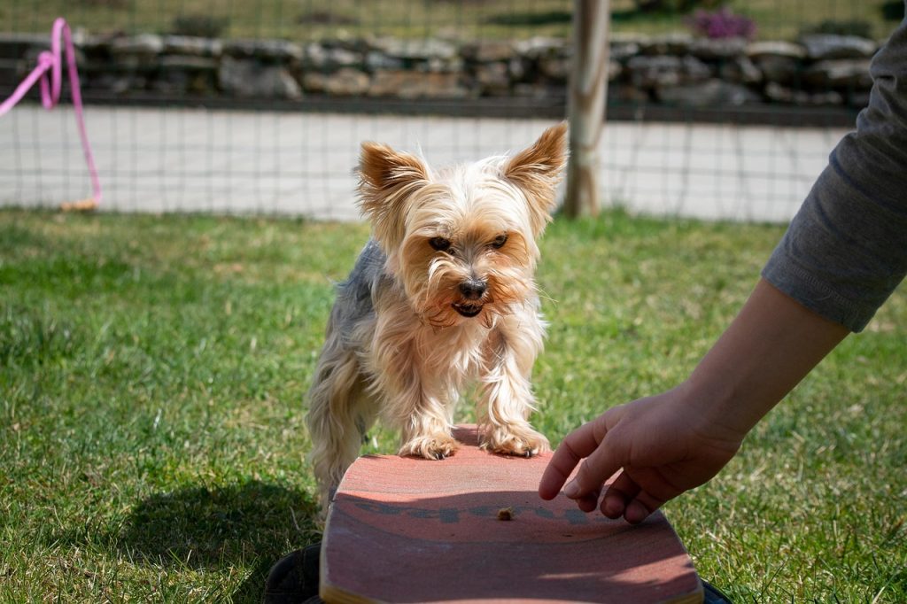 dog, small, education, pet, dog training, nature, yorkie, yorkshire terrier, small dog, purebred dog, animal, domestic animal, cute