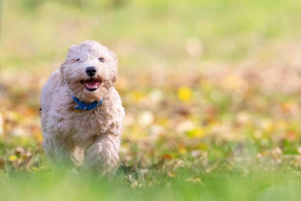dog, puppy, pet, bichon frise, animal, pup, young dog, toy dog, doggy, domestic dog, nature, canine, mammal, cute, adorable, furry, portrait, park, outdoors