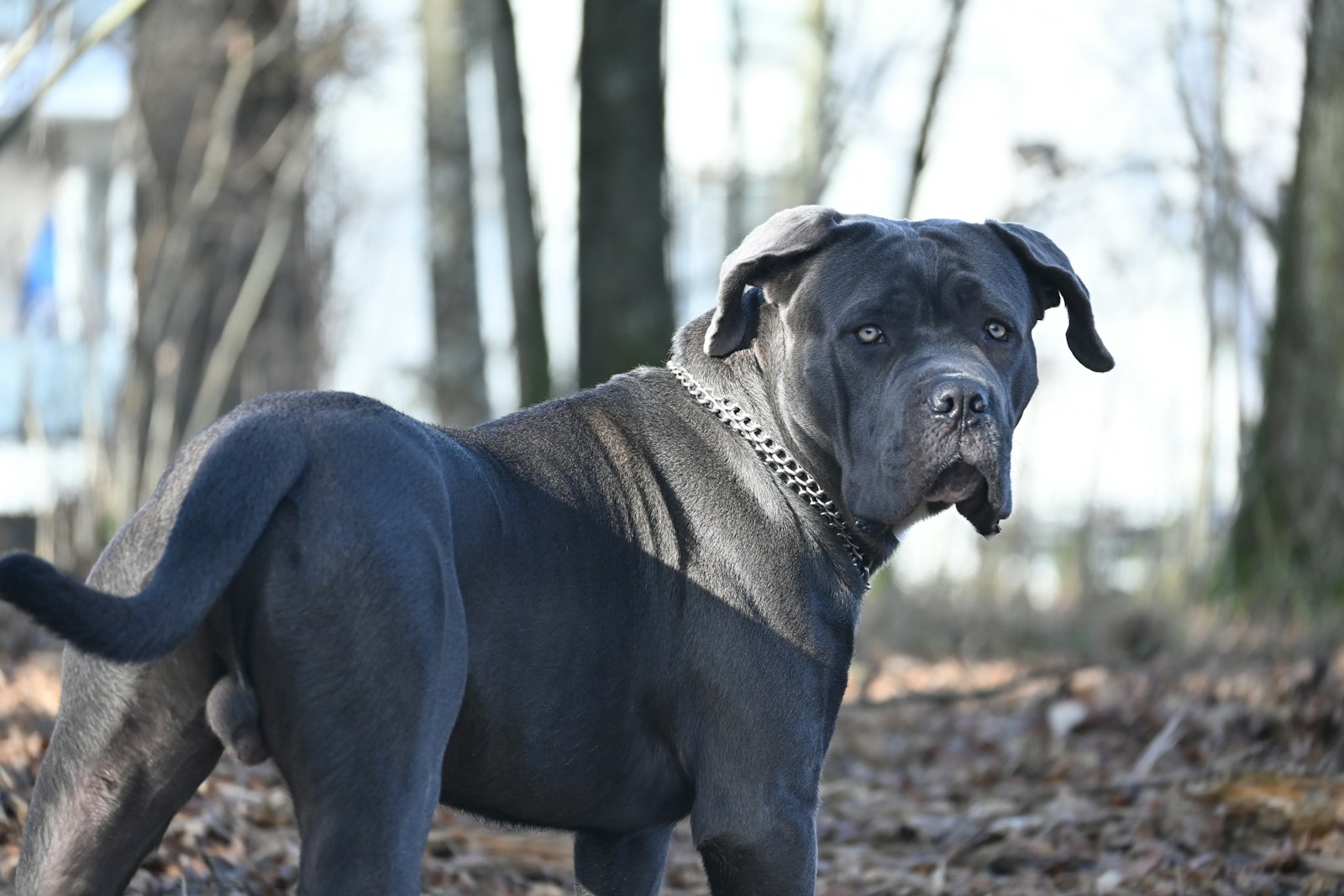 a large black dog standing on top of a leaf covered ground