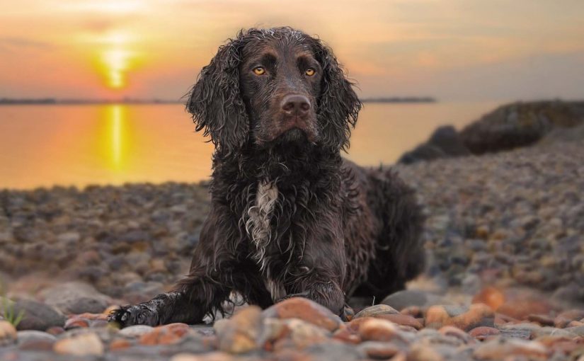 American-Water-Spaniel American-Water-Spaniel