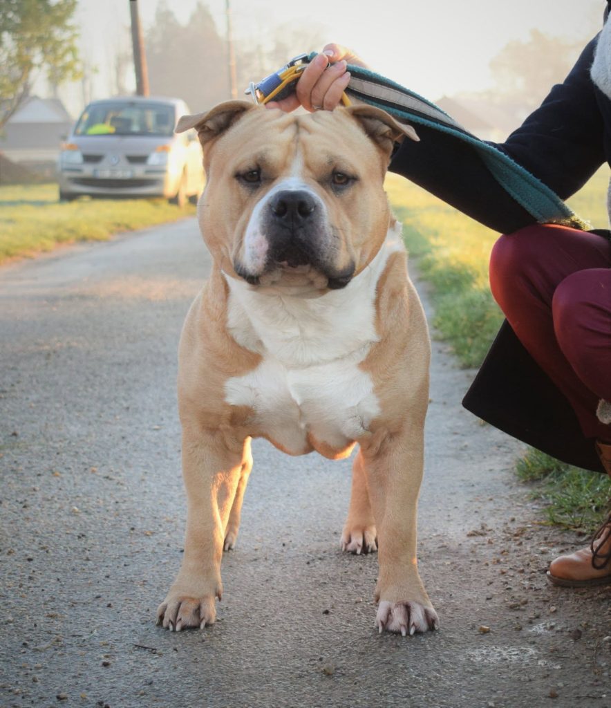 american bully classic