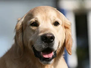 golden retriever
