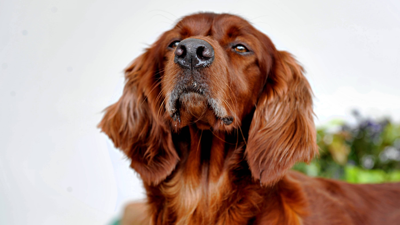 setter irlandais