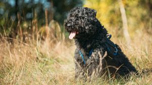 Bouvier des flandres
