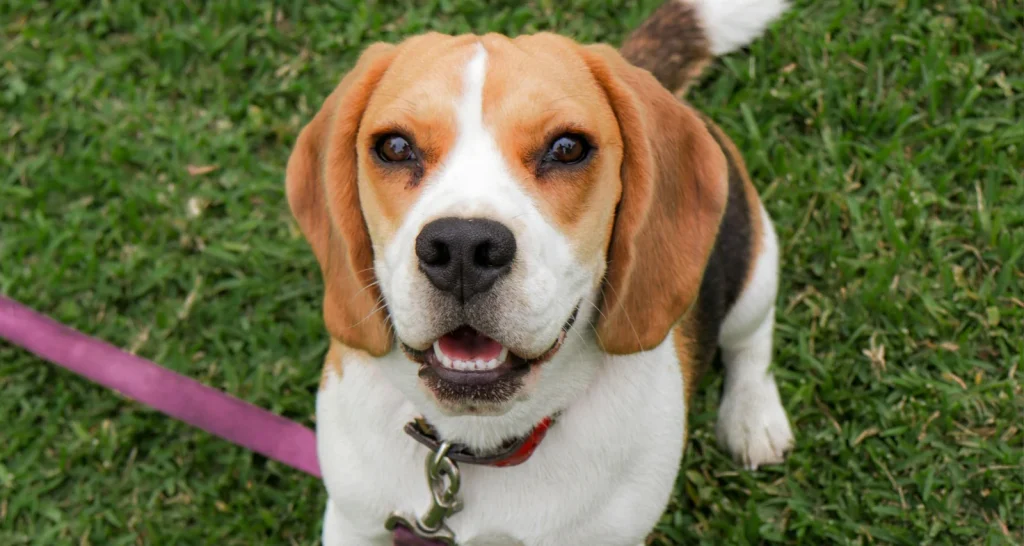 Beagle