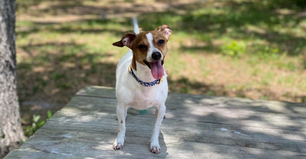 Chiweenie