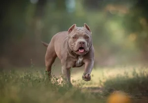 american bully