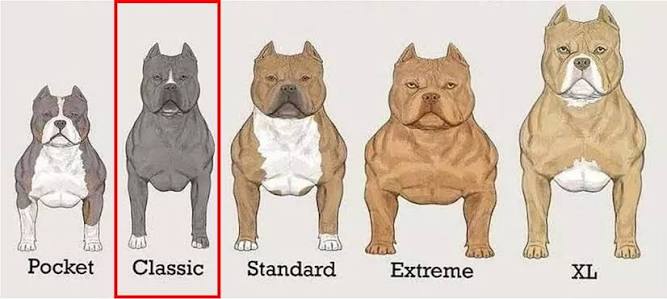 american bully classic
