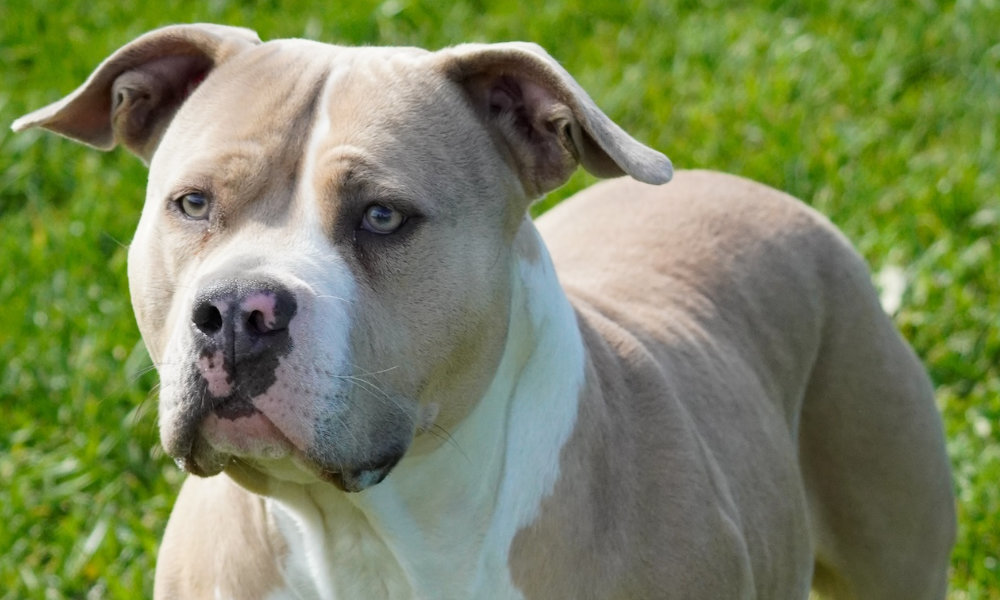 american bully
