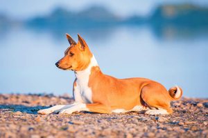 Basenji
