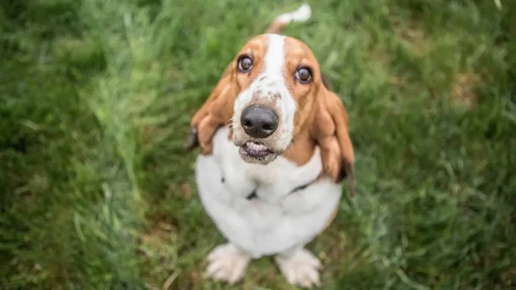 basset hound