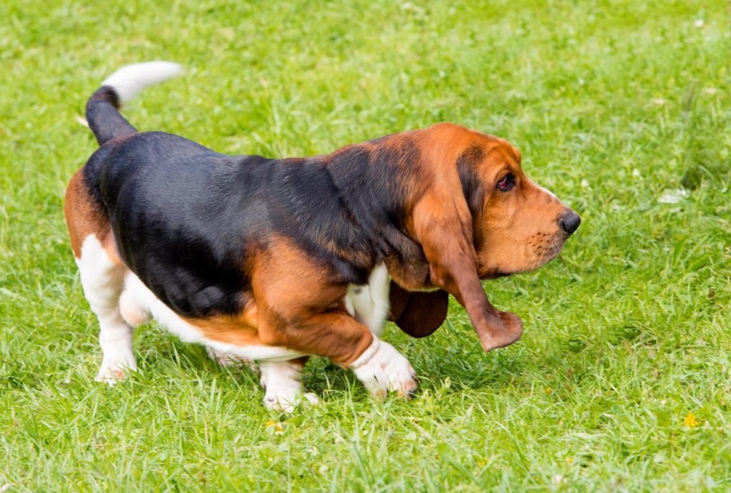 basset hound