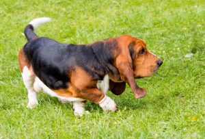 basset hound