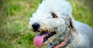 Bedlington-Terrier