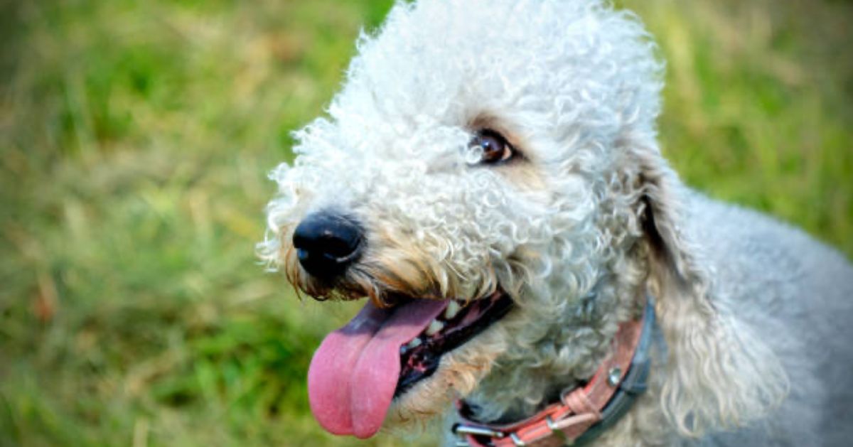 Bedlington-Terrier