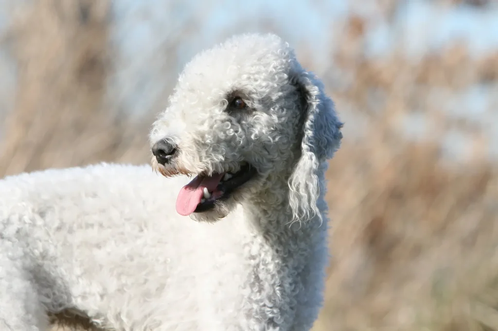 bedlington terrier