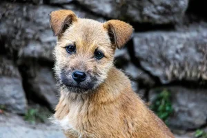 border terrier