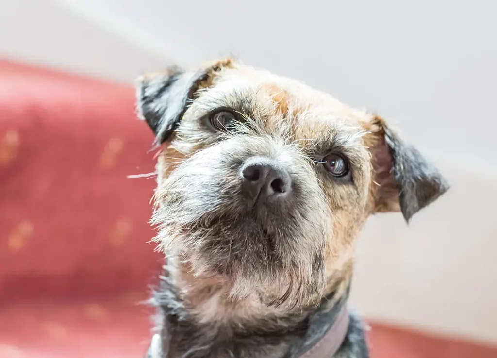 border terrier