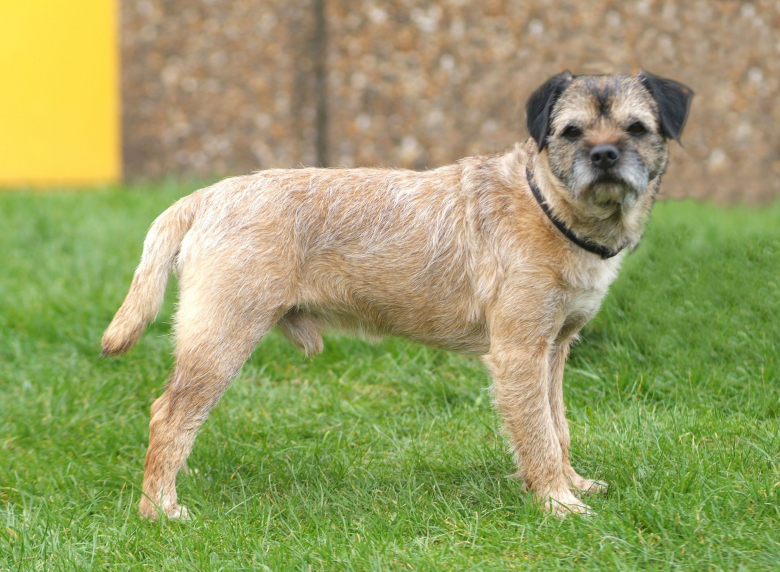 border-terrier
