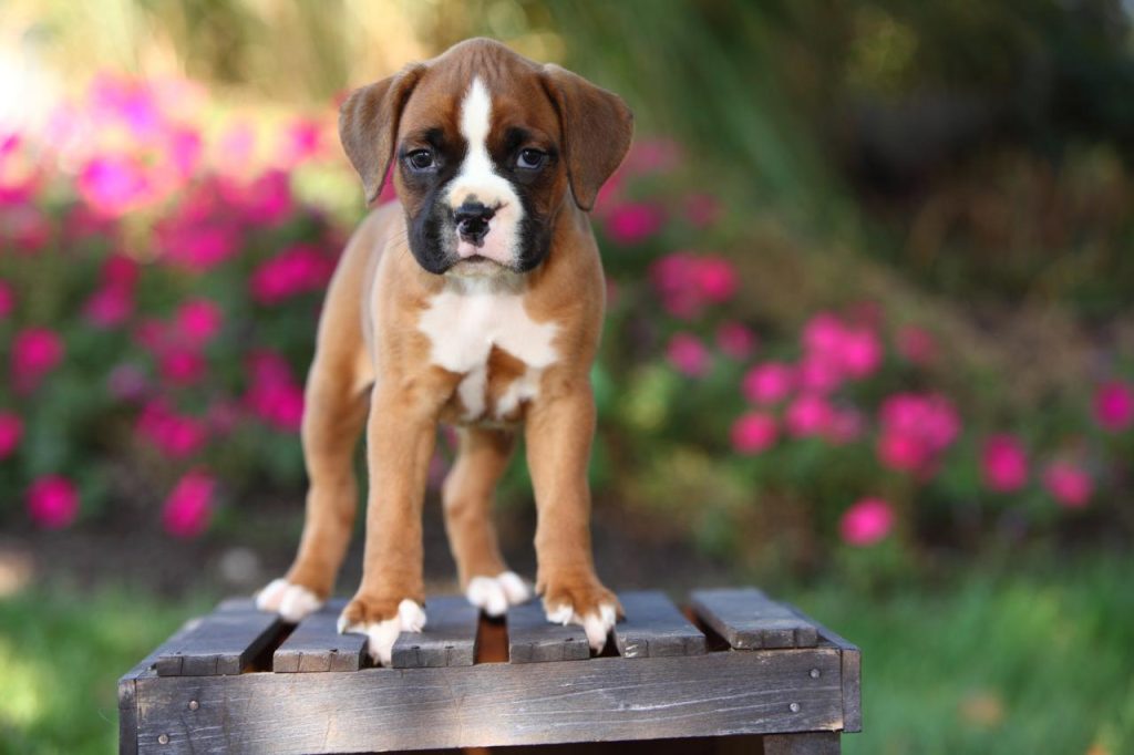 boxer