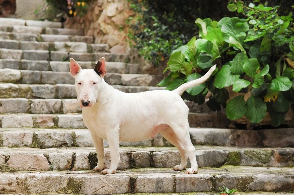 bull terrier