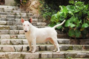 bull terrier