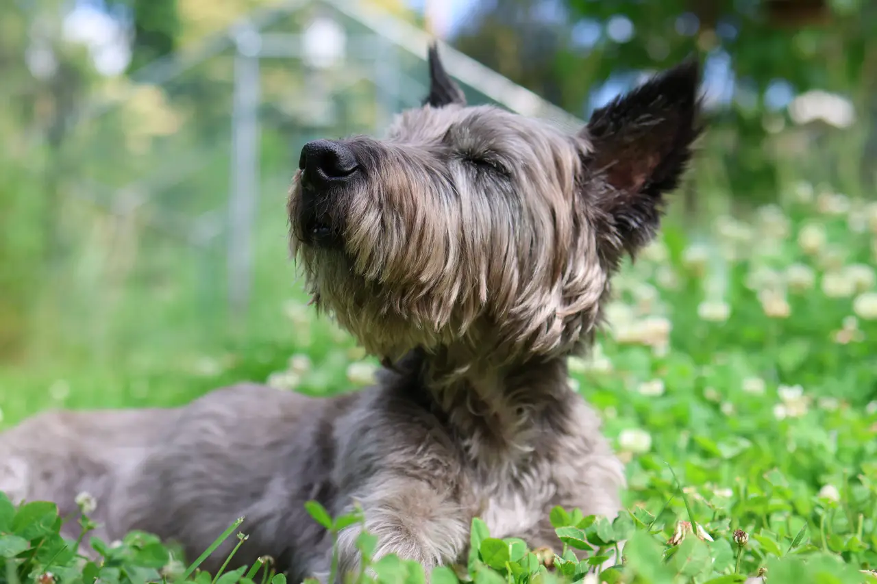 cairn-terrier