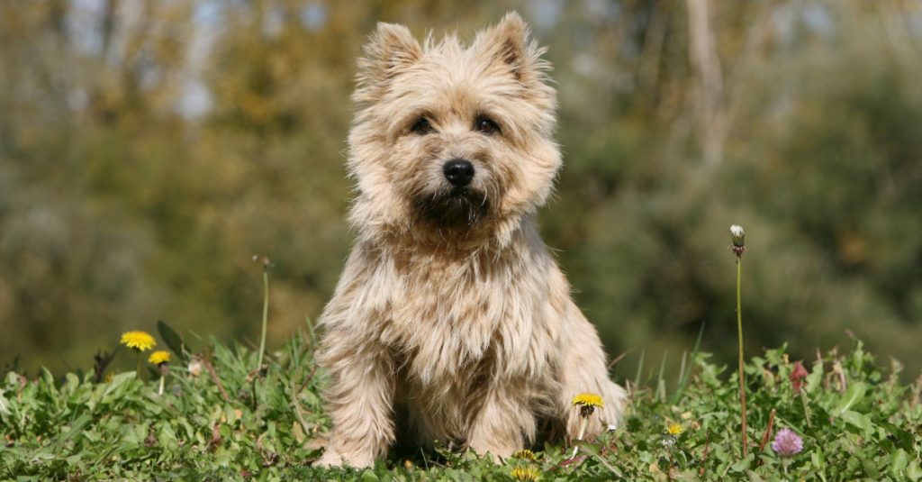 cairn terrier