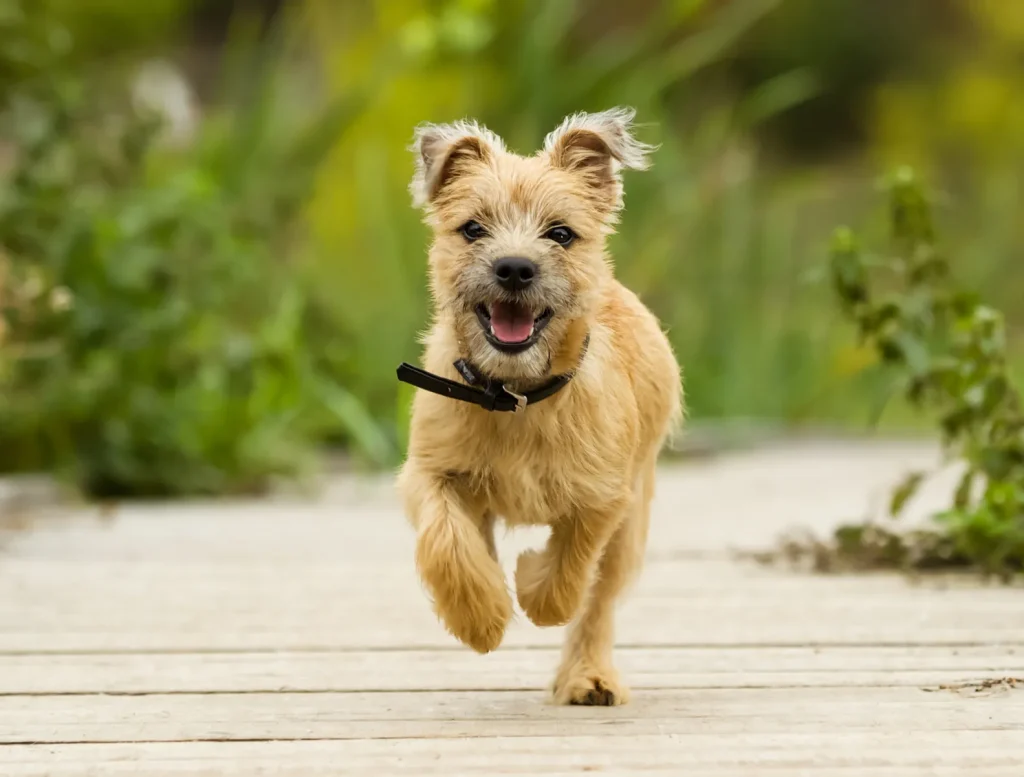 cairn-terrier
