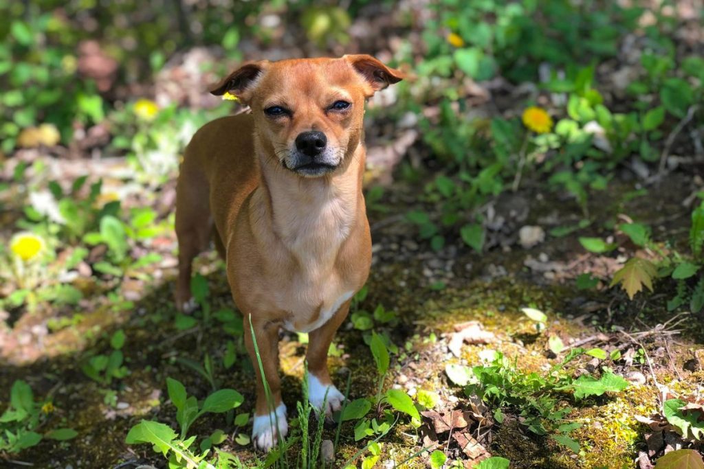 chiweenie