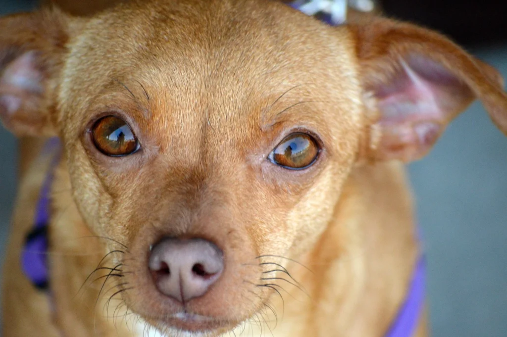 Chiweenie