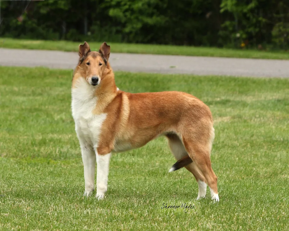 Smooth Collie