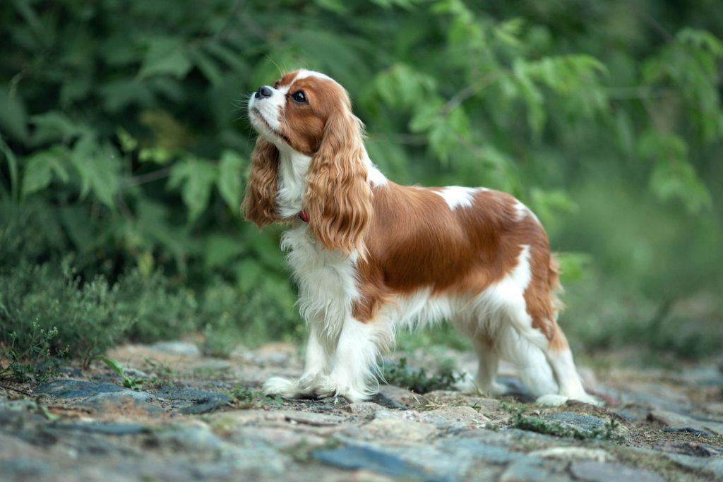 Cavalier King Charles