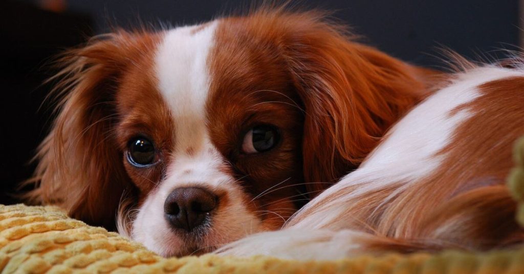Cavalier King Charles 