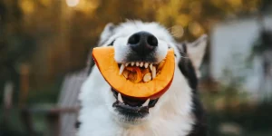Chien qui mange des cailloiux