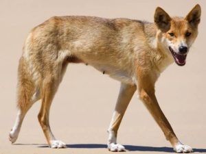Dingo