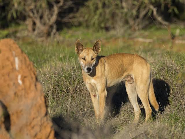 Dingo Race de chien
