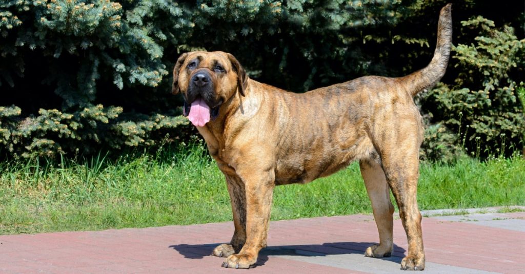 Dogo canario