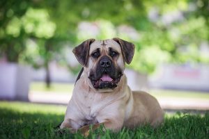 Dogo canario