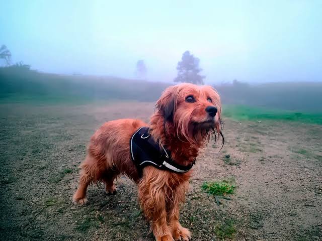 Dorkie