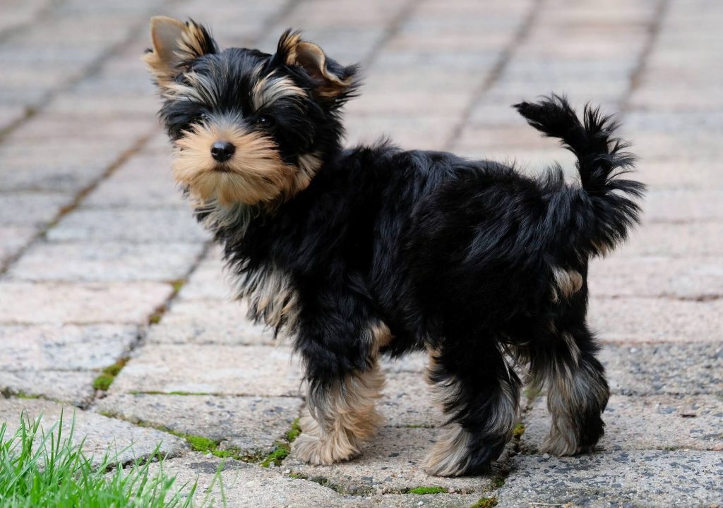 Dorkie