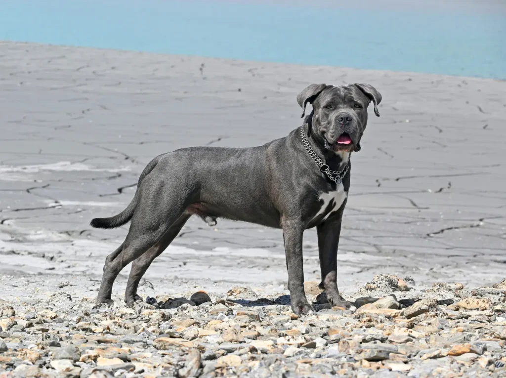 cane corso