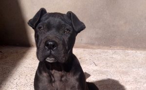 Cane Corso