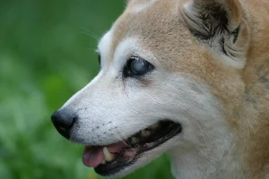 cecite-chien