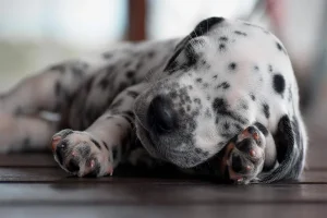 Dalmatien