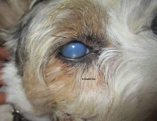 glaucome chien